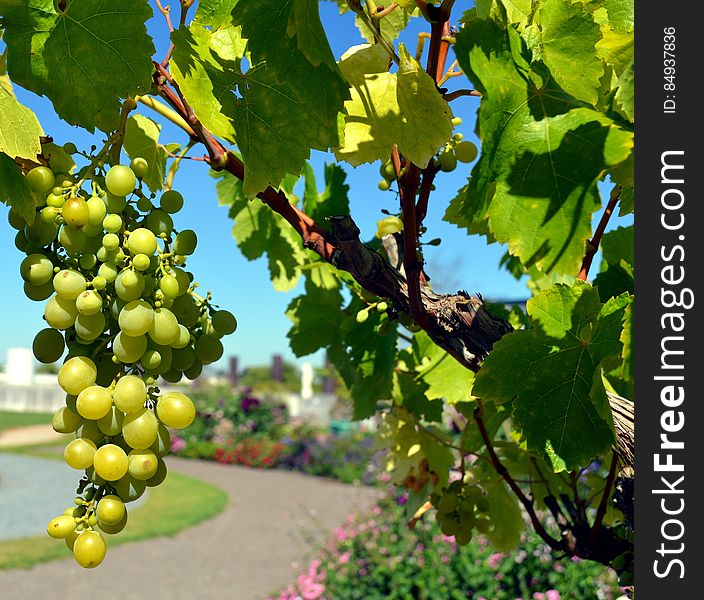 Green Grapes Fruit