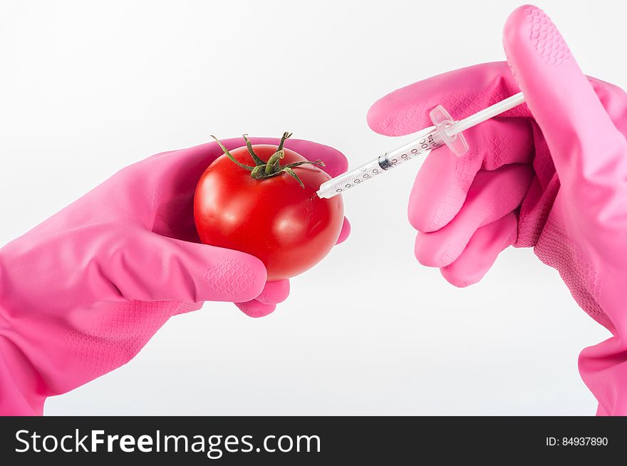 Hands (disembodied) wearing pink rubber (plastic) gloves injecting a substance into a ripe tomato, white background. Hands (disembodied) wearing pink rubber (plastic) gloves injecting a substance into a ripe tomato, white background.