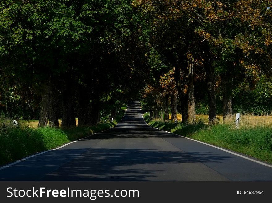 Asphalt Empty Road in Between of Tall Trees