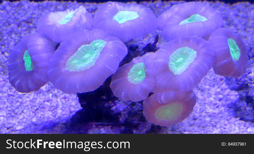 green-and-purple coral