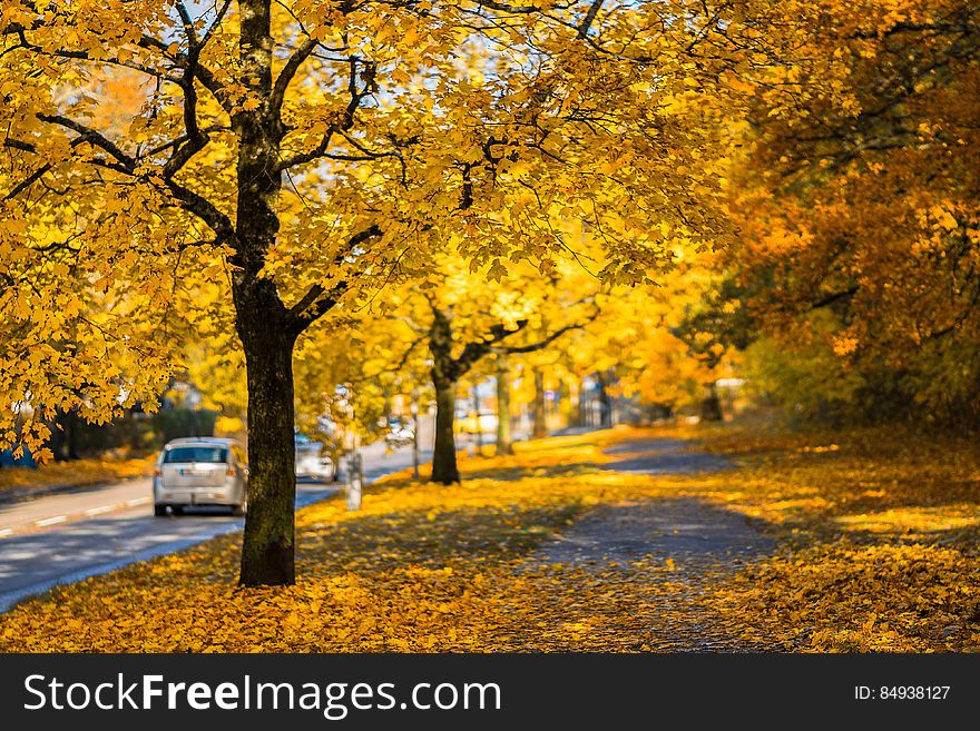 A park way in the autumn with yellow leaves. A park way in the autumn with yellow leaves.