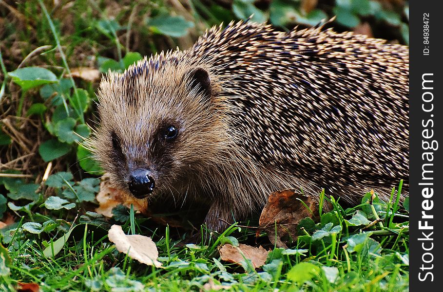 Portrait of hedgehog foraging in a leafy garden. Portrait of hedgehog foraging in a leafy garden.