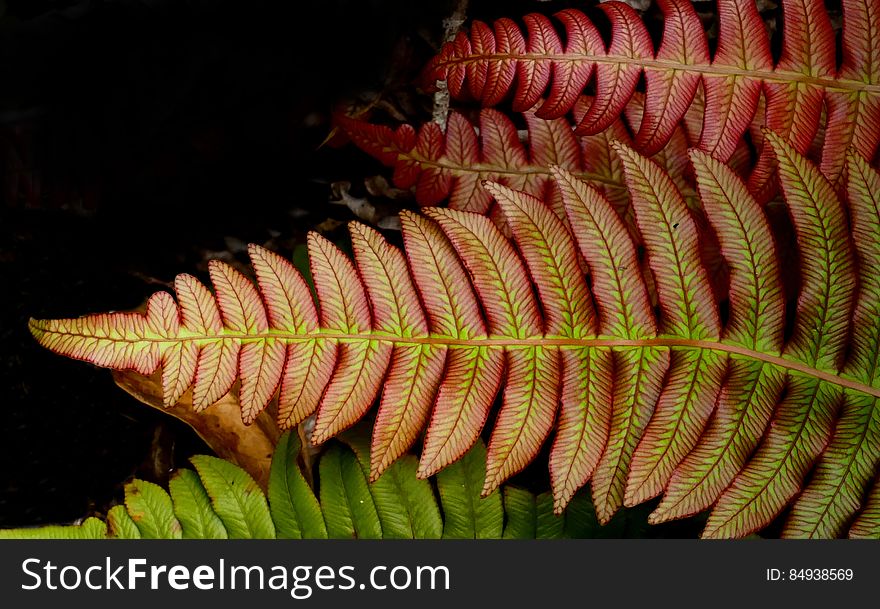 Blechnum Novae-zelandiae,&x28;palm-leaf Fern &x29;