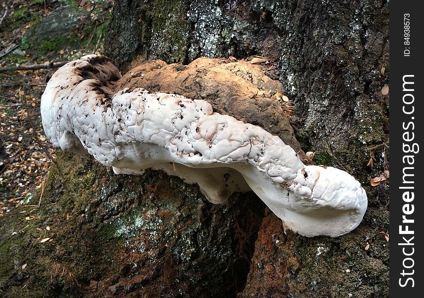 Bracket fungi, or shelf fungi, are among the many groups of fungi. Characteristically, they produce shelf- or bracket-shaped or occasionally circular fruiting bodies called conks that lie in a close planar grouping of separate or interconnected horizontal rows. Brackets can range from only a single row of a few caps, to dozens of rows of caps that can weigh several hundred pounds. They are mainly found on trees &#x28;living and dead&#x29; and coarse woody debris, and may resemble mushrooms. Bracket fungi, or shelf fungi, are among the many groups of fungi. Characteristically, they produce shelf- or bracket-shaped or occasionally circular fruiting bodies called conks that lie in a close planar grouping of separate or interconnected horizontal rows. Brackets can range from only a single row of a few caps, to dozens of rows of caps that can weigh several hundred pounds. They are mainly found on trees &#x28;living and dead&#x29; and coarse woody debris, and may resemble mushrooms.