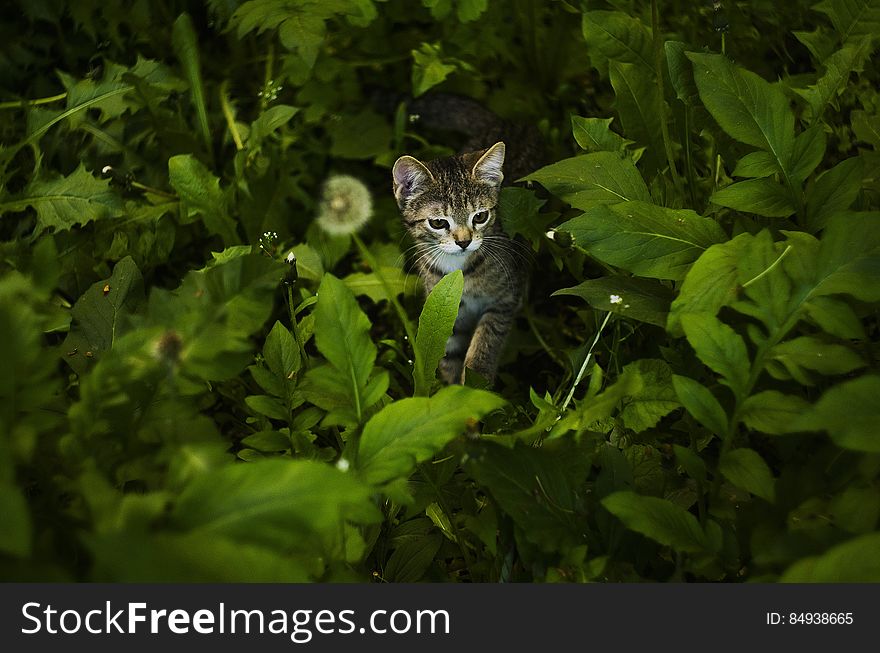 A kitten sitting in tall grass. A kitten sitting in tall grass.