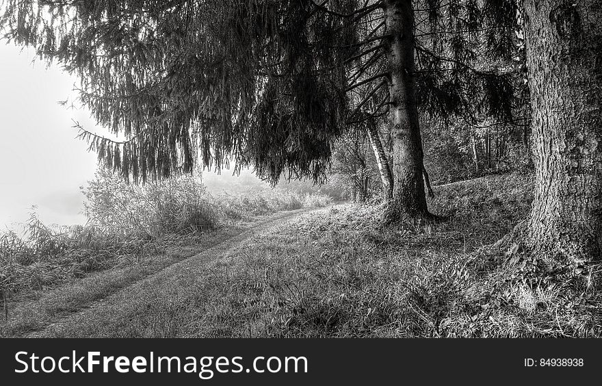 Grayscale Of Forest Trees