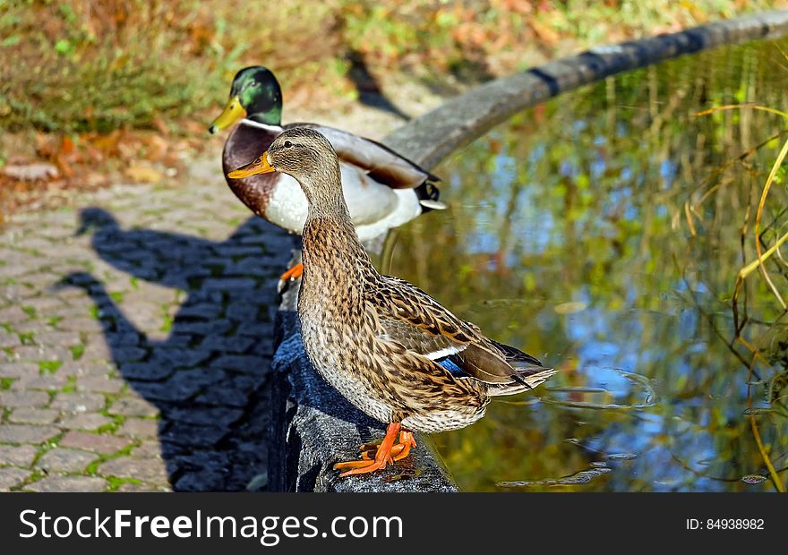 Close-up of Mallard Ducks on Water