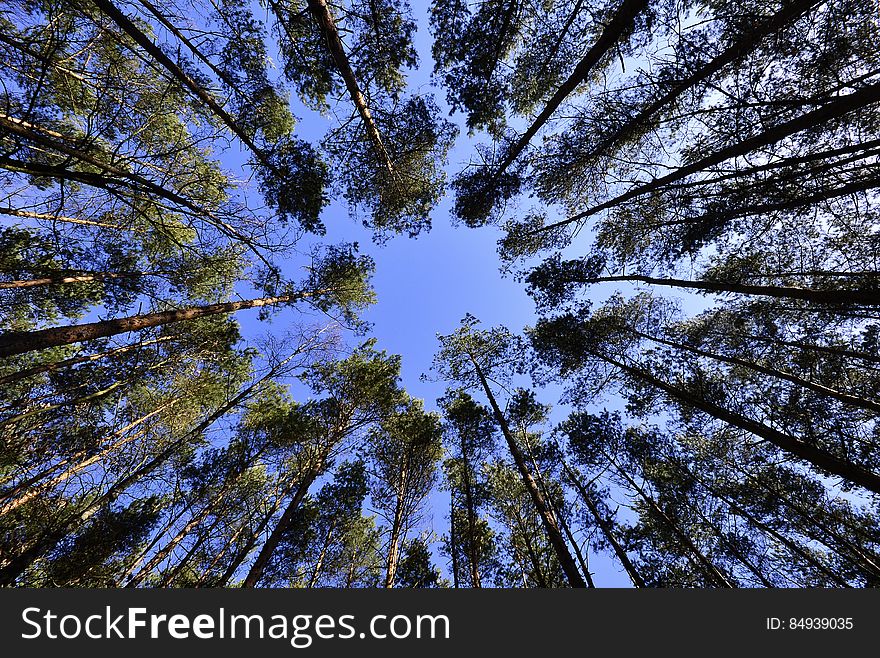 Tall Green Tree during Daytime