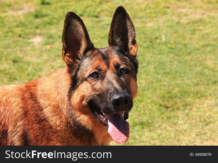 Close-up Portrait Of Dog On Field