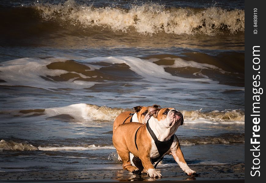 A pair of bulldogs playing on the beach. A pair of bulldogs playing on the beach.