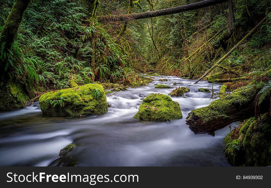 A creek with mossy rocks in a deep forest. A creek with mossy rocks in a deep forest.