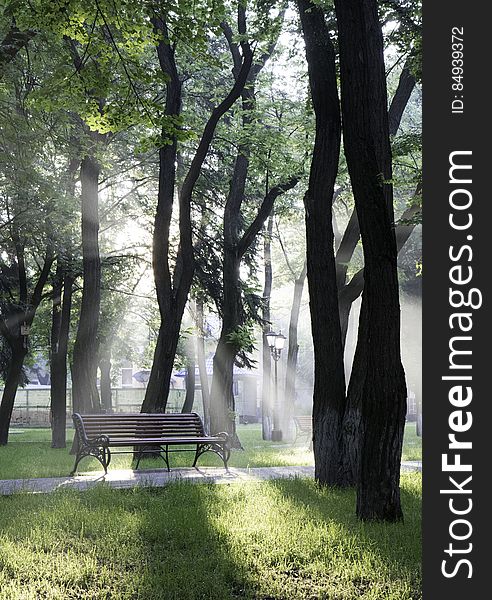 A view in a park with a bench and mist in the air. A view in a park with a bench and mist in the air.