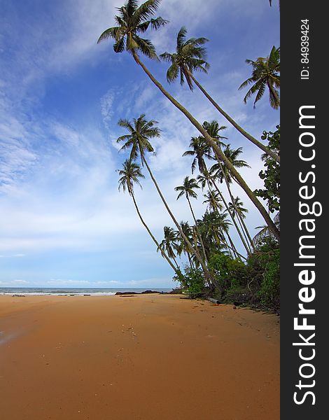 A view of a sandy beach in the tropics with palm trees. A view of a sandy beach in the tropics with palm trees.
