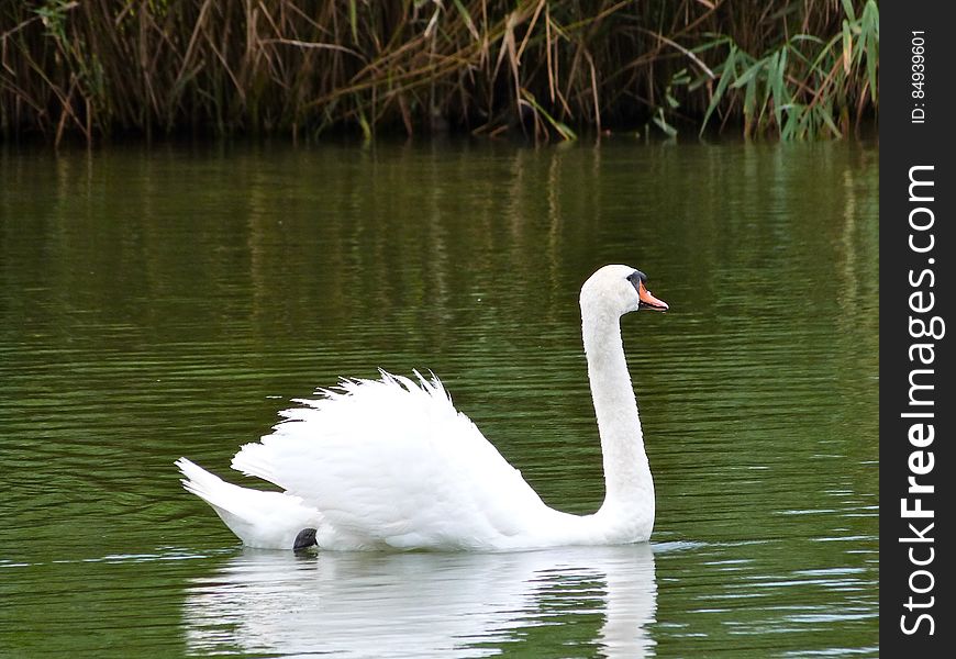 Swans At The Lake