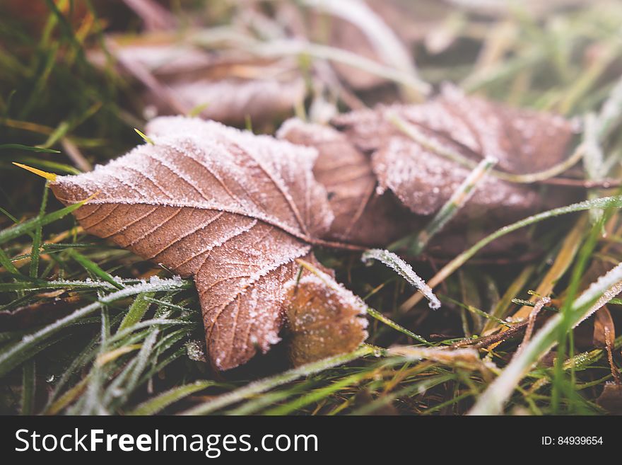 Closeup of fall leaves on the ground.