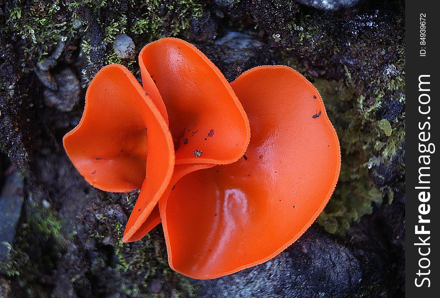 The orange peel fungus &#x28;Aleuria aurantia&#x29; is a widespread ascomycete fungus in the order Pezizales. The brilliant orange, cup-shaped ascocarps often resemble orange peels strewn on the ground, giving this species its common name. The orange peel fungus &#x28;Aleuria aurantia&#x29; is a widespread ascomycete fungus in the order Pezizales. The brilliant orange, cup-shaped ascocarps often resemble orange peels strewn on the ground, giving this species its common name.