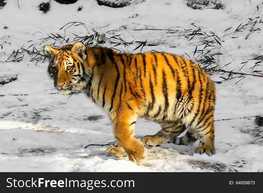A tiger walking in the snow. A tiger walking in the snow.