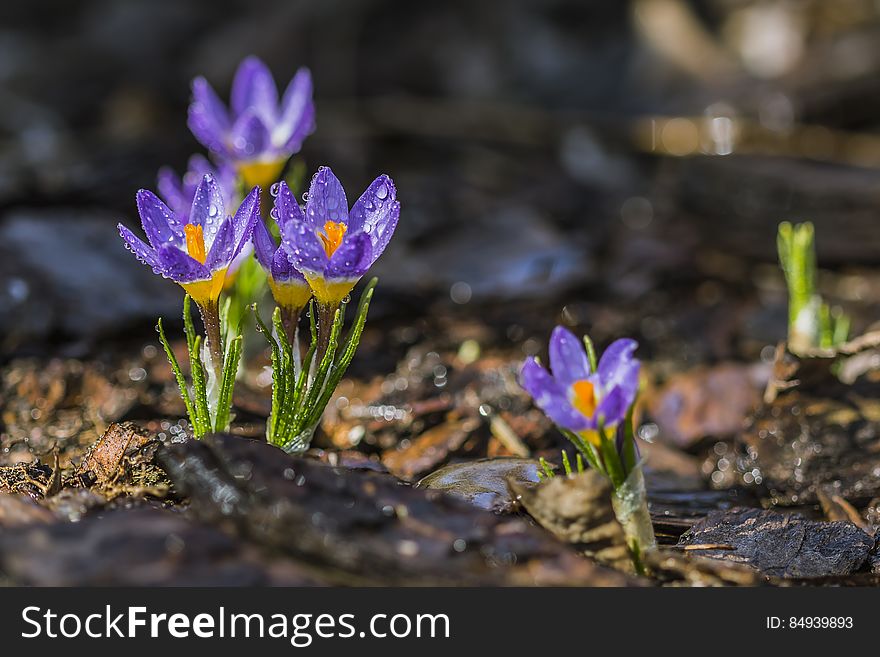 Selective Focus Photo of Purple Petaled Flower With Water Droplet on Daytime