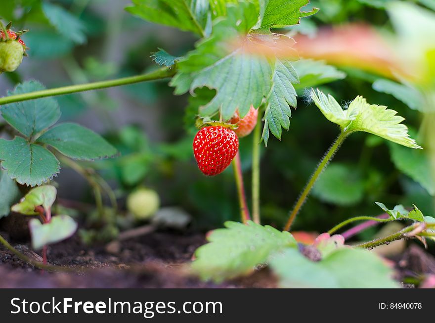 A close up of a red strawberry in the field.