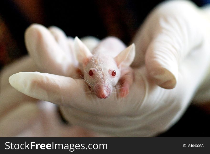 White Baby Mouse