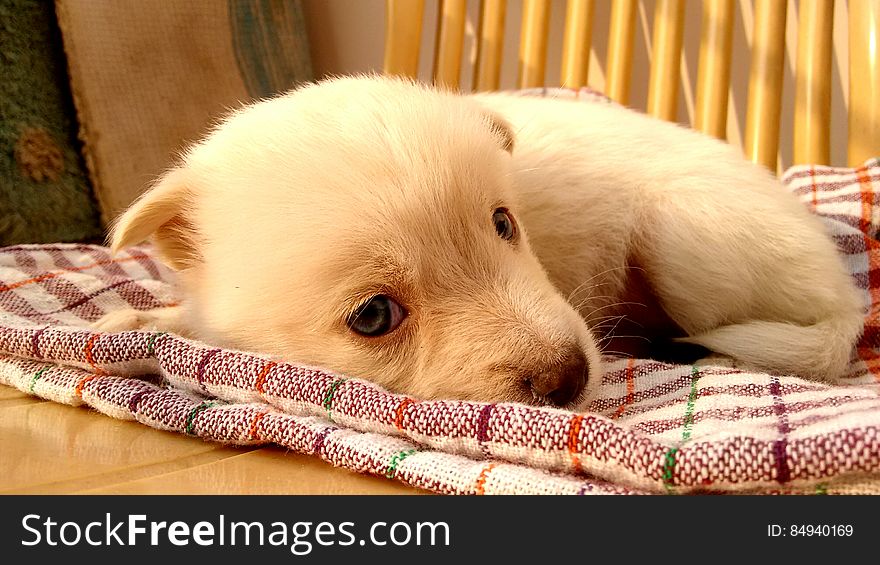 A small dog puppy sleeping on a blanket. A small dog puppy sleeping on a blanket.