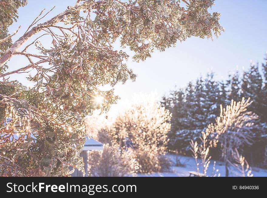 Frozen trees in the winter sun.