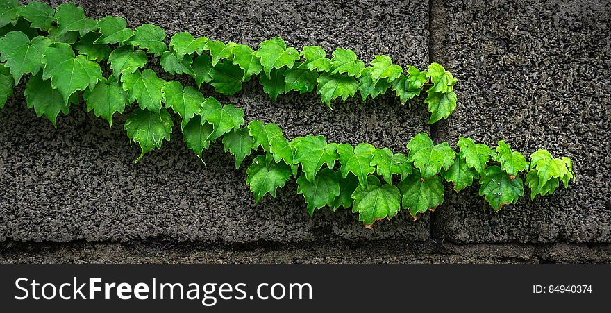 Ivy growing along a concrete wall. Ivy growing along a concrete wall.