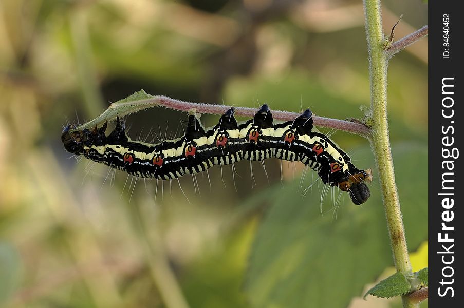 Black White and Brown Caterpillar on Green Grass