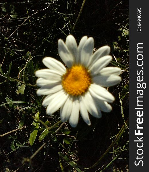 Close up of white daisy in green garden.