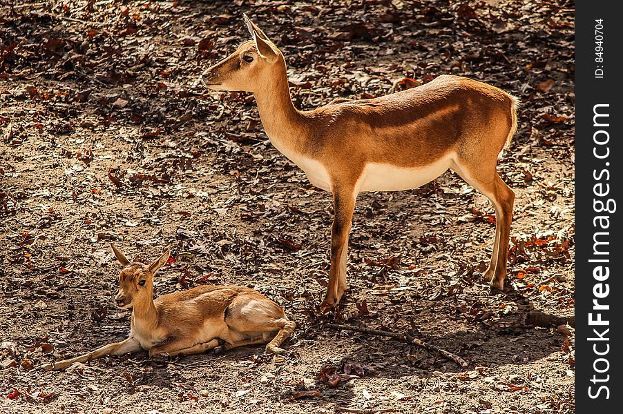 A pair of impalas in the field.