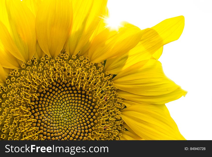 A close up of a sunflower blossom on white background. A close up of a sunflower blossom on white background.