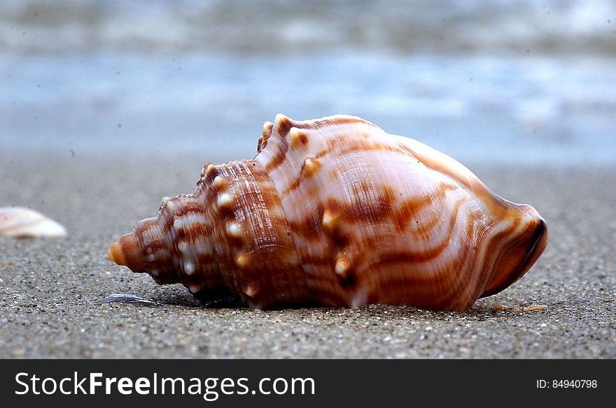 Whelk.A Day On The Beach.