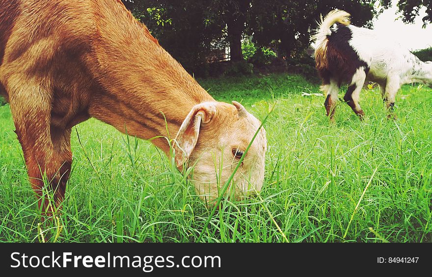 A pair of goats eating grass.