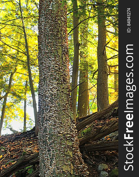 Fungi-covered birch tree on a steep slope, Monroe County, within State game Land 168. I&#x27;ve licensed this photo as CC0 for release into the public domain. You&#x27;re welcome to download the photo and use it without attribution. Fungi-covered birch tree on a steep slope, Monroe County, within State game Land 168. I&#x27;ve licensed this photo as CC0 for release into the public domain. You&#x27;re welcome to download the photo and use it without attribution.