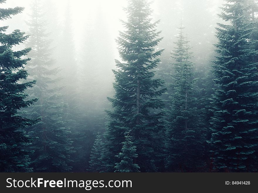 Forest Deep In Fog