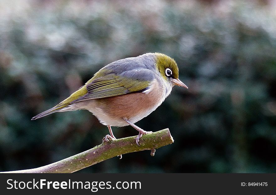 The silvereye colonised New Zealand from Australia in the 1850s, and is now one of New Zealand’s most abundant and widespread bird species. It is found throughout New Zealand and its offshore and outlying islands, occurring in most vegetated habitats, including suburban gardens, farmland, orchards, woodlands and forests. Silvereyes are small songbirds that are easily recognised by their conspicuous white eye-ring; their plumage is mainly olive-green above and cream below. It is an an active, mobile species that moves about frequently, including making sea crossings. The silvereye colonised New Zealand from Australia in the 1850s, and is now one of New Zealand’s most abundant and widespread bird species. It is found throughout New Zealand and its offshore and outlying islands, occurring in most vegetated habitats, including suburban gardens, farmland, orchards, woodlands and forests. Silvereyes are small songbirds that are easily recognised by their conspicuous white eye-ring; their plumage is mainly olive-green above and cream below. It is an an active, mobile species that moves about frequently, including making sea crossings.