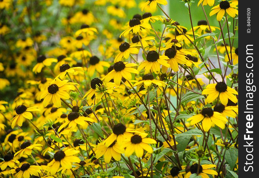 Field Of Small Yellow Sunflowers