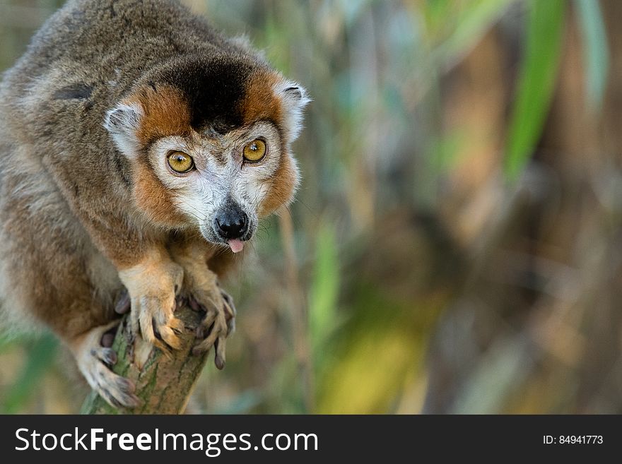 Crowned lemur 2016-01-08-00776