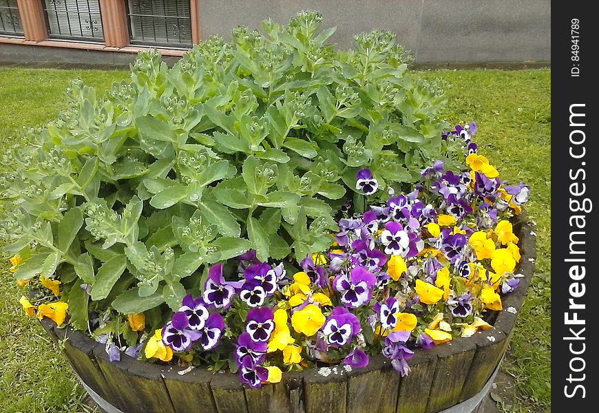 Flower, Plant, Flowerpot, Window, Leaf, Purple