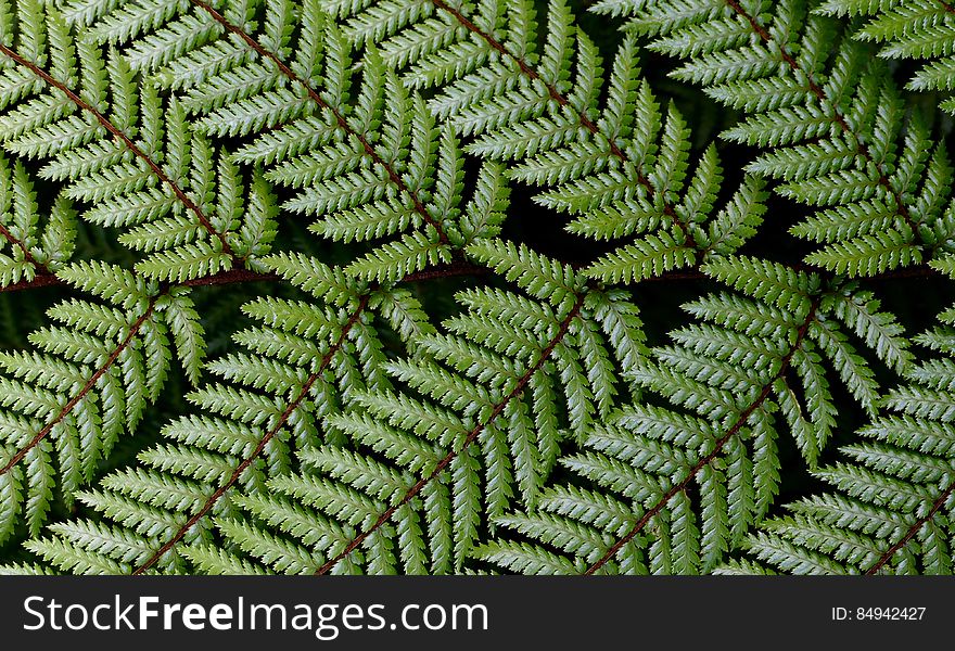 Dicksonia squarrosa Wheki This is the most common tree fern found in forests throughout New Zealand. It is a medium sized tree fern and the fastest growing and will tolerate a wide range of conditions. The fronds are harsh to touch and are dark green above and paler on the underside. Dicksonia squarrosa Wheki This is the most common tree fern found in forests throughout New Zealand. It is a medium sized tree fern and the fastest growing and will tolerate a wide range of conditions. The fronds are harsh to touch and are dark green above and paler on the underside.