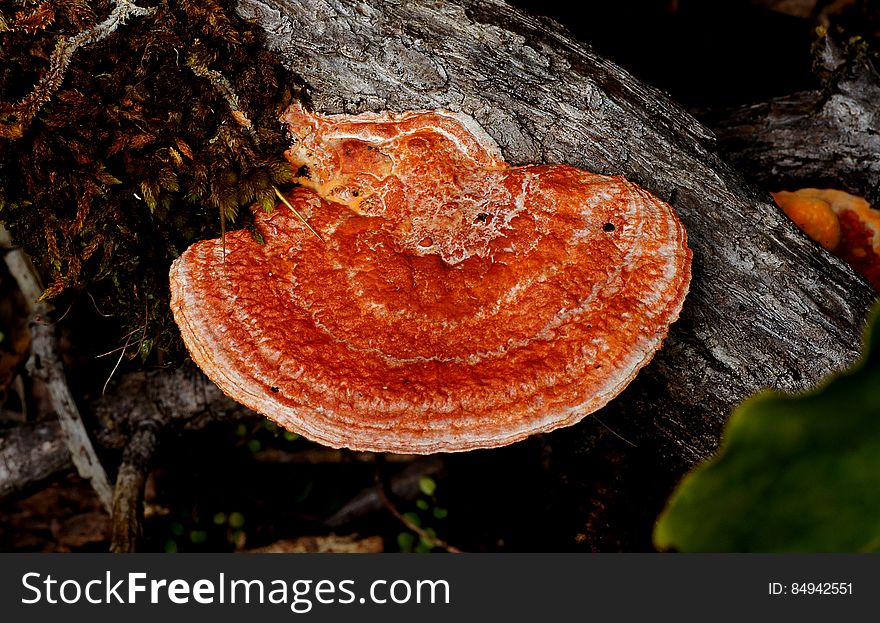 Orange Bracket Fungi.