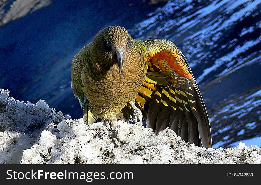 As kea fly overhead, they show flashes of the bright red and orange under their wings. Seen from above, their colours are duller â€“ probably to avoid attracting the attention of birds of prey. The keaâ€™s topside is mainly green with some brown, yellow and red, and blue-green on the outer wings. Juveniles have a yellow cere &#x28;fleshy pad above the bill&#x29; and eye-rings, both of which are grey in adults. Males weigh around 1 kilogram and females 800 grams. Like all parrots, they have two toes pointing forward and two back. As kea fly overhead, they show flashes of the bright red and orange under their wings. Seen from above, their colours are duller â€“ probably to avoid attracting the attention of birds of prey. The keaâ€™s topside is mainly green with some brown, yellow and red, and blue-green on the outer wings. Juveniles have a yellow cere &#x28;fleshy pad above the bill&#x29; and eye-rings, both of which are grey in adults. Males weigh around 1 kilogram and females 800 grams. Like all parrots, they have two toes pointing forward and two back.