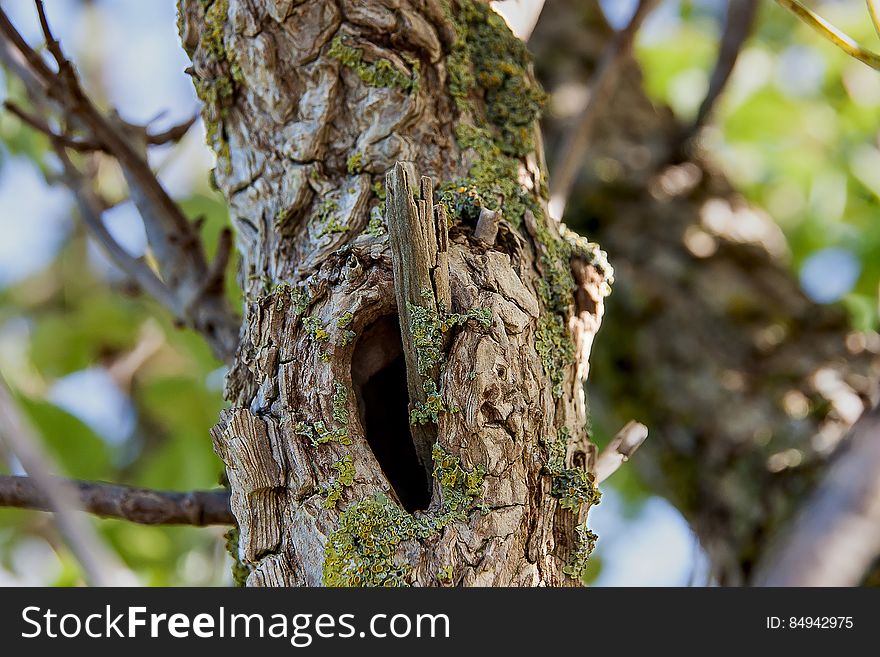 Tree Closeup