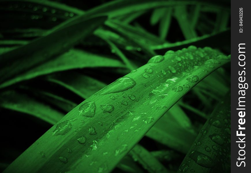 Leaves With Dew Drops