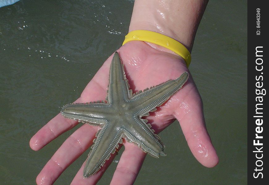 Estrela Do Mar &x28;sea Star&x29;
