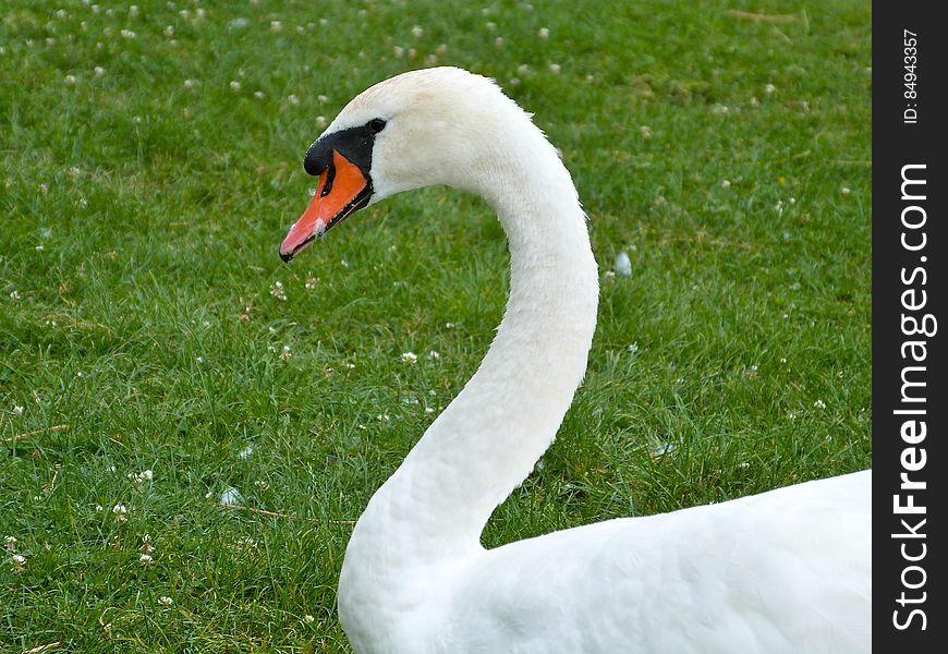 Swans At The Lake