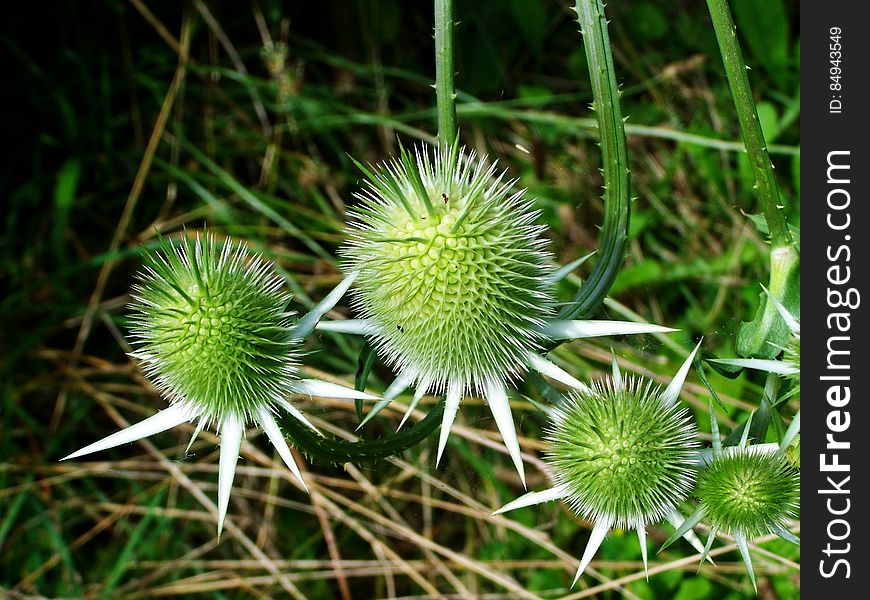 Eryngo Flowers