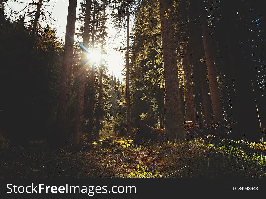 Sunlight Through Trees In A Forest