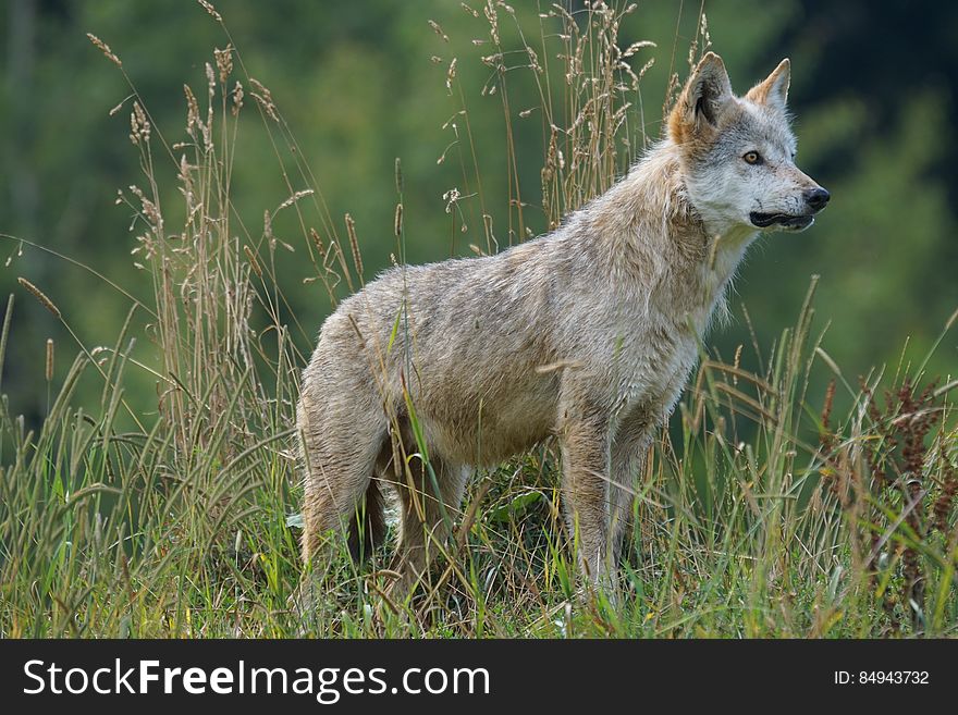 Gray and White Wolf on Grass Field Looking during Daytime