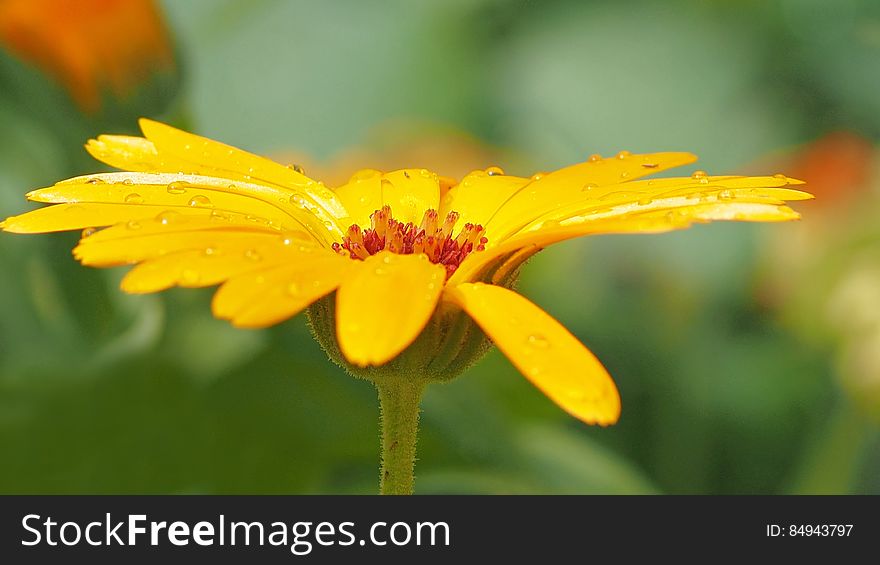 Shallow Photography Of Yellow Petaled Flowers